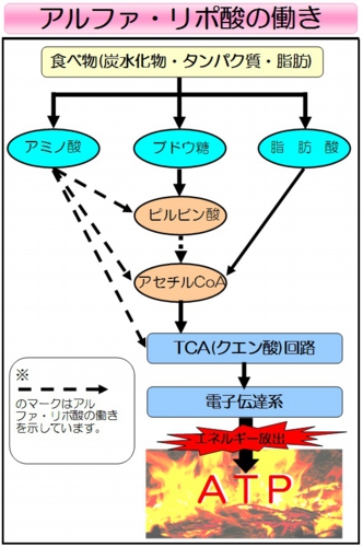 【αリポ酸ダイエット】αリポ酸の働き.jpg